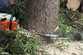 Best Tree Trimming and Pruning  in Manistee, MI