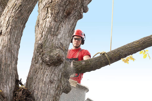 Best Tree Maintenance Programs  in Manistee, MI