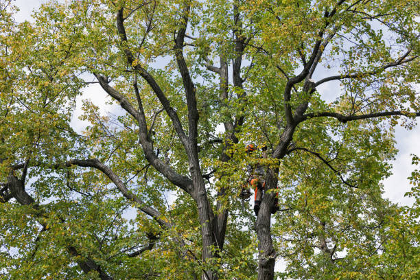 Professional Tree Care in Manistee, MI